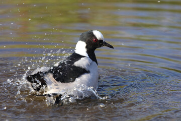 Waffenkiebitz / Blacksmith plover / Vanellus armatus
