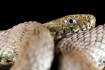 Fototapeta premium Dice snake (Natrix tessellata) on black background, Italy.