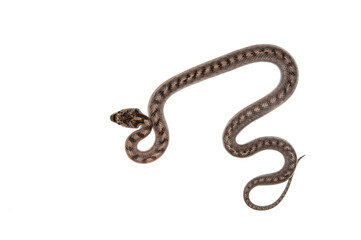 Southern smooth snake (Coronella girondica) on white background, Italy.