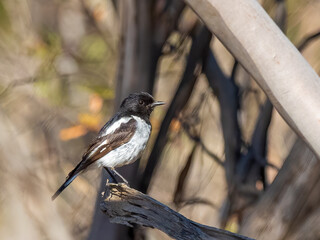 An adult male Hooded Robin (Melanodryas cucullata) perched on a branch. A medium-large black and white bird with a rather short slender bill and a moderately long tail.