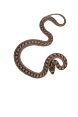 Southern smooth snake (Coronella girondica) on white background, Italy.