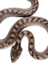 Southern smooth snake (Coronella girondica) on white background, Italy.