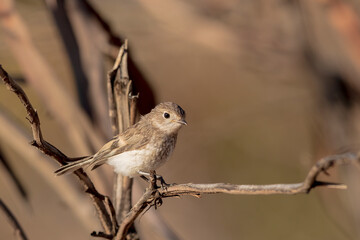 A juvenile Red-capped Robin (Petroica goodenovi) perched on a branch.