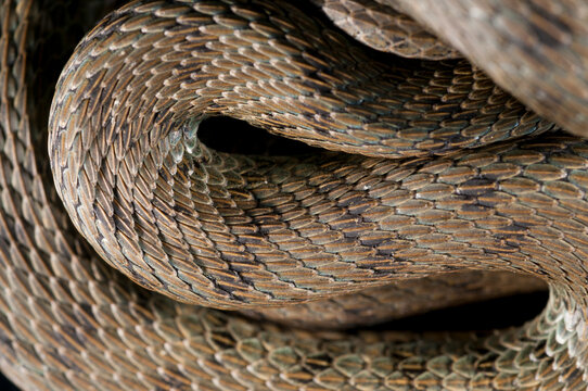 Dice sanke (Natrix tessellata) detail