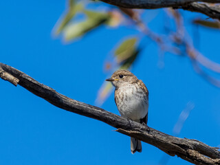 A juvenile Red-capped Robin (Petroica goodenovi) perched on a branch.