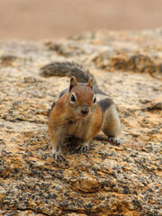 Chipmunk
