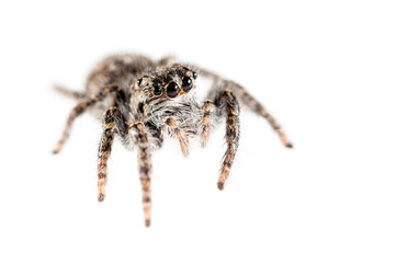 Jumping spider (Philaeus chrysops) on white background