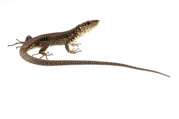 Common wall lizard (Podarcis muralis) on white background, Italy.