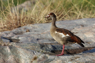 Nilgans / Egyptian Goose / Alopochen aegyptiacus..