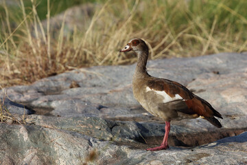 Nilgans / Egyptian Goose / Alopochen aegyptiacus..