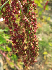 Red Quinoa is blooming in the educational farm in the winter