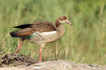 Nilgans / Egyptian Goose / Alopochen aegyptiacus..