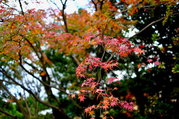 【京都】蹴上インクラインと紅葉