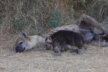 Tüpfelhyäne / Spotted Hyaena / Crocuta crocuta.