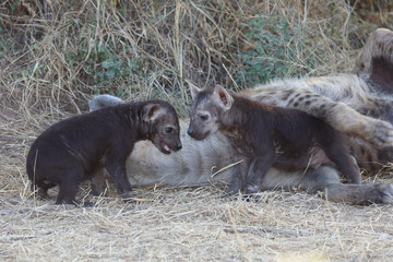 Tüpfelhyäne / Spotted Hyaena / Crocuta crocuta.