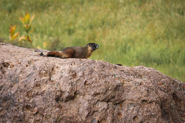 Groundhog on the rock