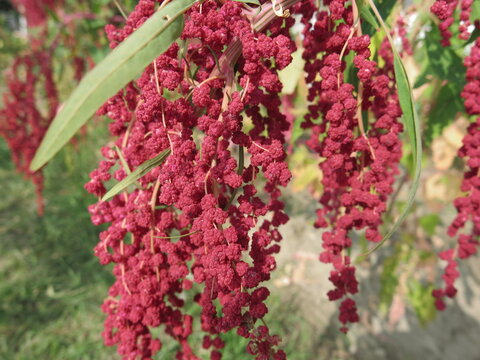 Red Quinoa of educational farm blooming in the winter design for  bumper harvest concept
