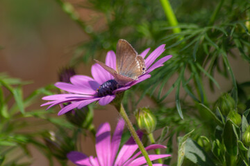 butterfly on a purple daisy