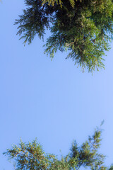 pine tree branches against sky