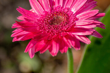 Obraz premium close up of flower