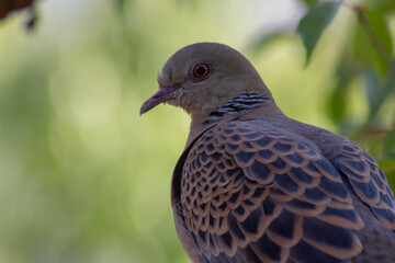 Shot of oriental turtle dove sitting on a branch of a tree.