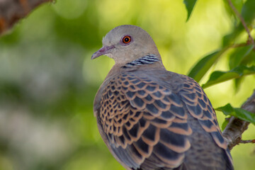 dove on the grass