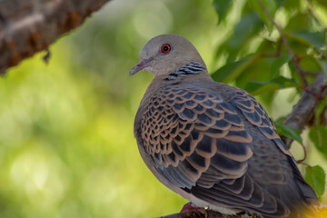 pigeon on a branch