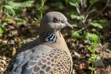 close up of a dove.