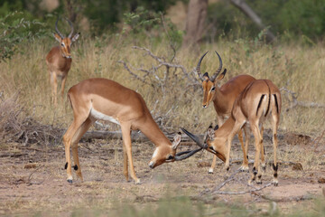 Schwarzfersenantilope / Impala / Aepyceros melampus