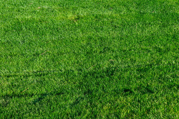 Lush, vibrant green lawn freshly mown on a sunny day, as a nature background