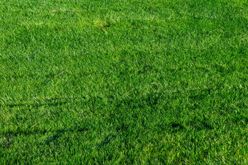 Lush, vibrant green lawn freshly mown on a sunny day, as a nature background
