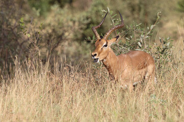 Schwarzfersenantilope / Impala / Aepyceros melampus