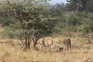 Fototapeta na wymiar Gepard / Cheetah / Acinonyx jubatus