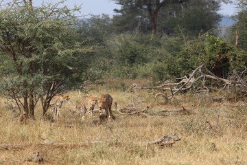 Gepard / Cheetah / Acinonyx jubatus © Ludwig