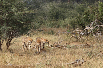 Gepard / Cheetah / Acinonyx jubatus © Ludwig