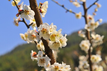 Hongssang-ri Plum Village in Gwangyang, Korea
