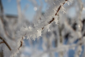fluffy white frost ice crystals of snow in winter on tree branches