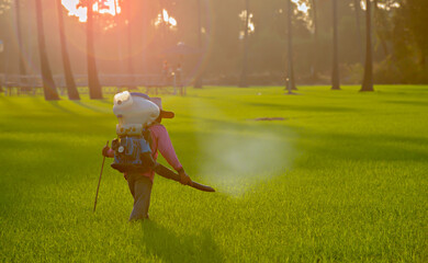 Farmer walking injecting pesticides in rice fields to kill pests in paddy fields