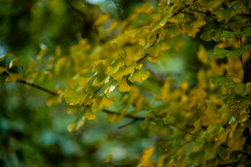 Ginkgo tree in the fall of yellow fallen leaves at  Wulingyuan, China