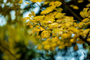Ginkgo tree in the fall of yellow fallen leaves at  Wulingyuan, China