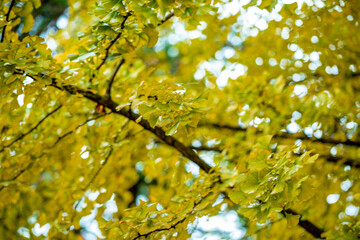 Ginkgo tree in the fall of yellow fallen leaves at  Wulingyuan, China