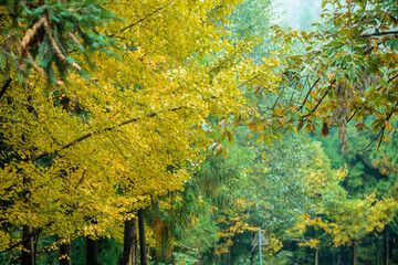 Ginkgo tree in the fall of yellow fallen leaves at  Wulingyuan, China