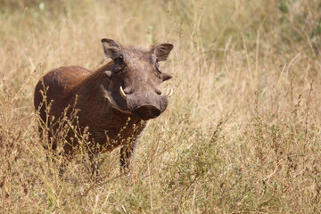 Warzenschwein / Warthog / Phacochoerus africanus