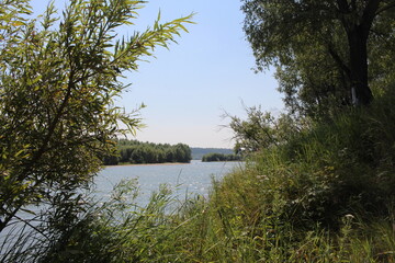 river in the bushes among the trees on the Bank a quiet backwater in the summer for fishing