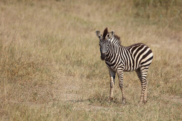 Fototapeta premium Steppenzebra / Burchell's Zebra / Equus burchellii...