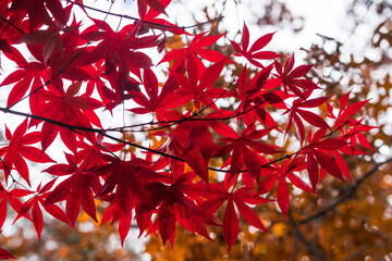 Fall Color in California in Late November