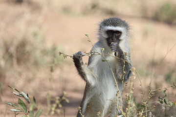 Grüne Meerkatze / Vervet monkey / Cercopithecus aethiops .