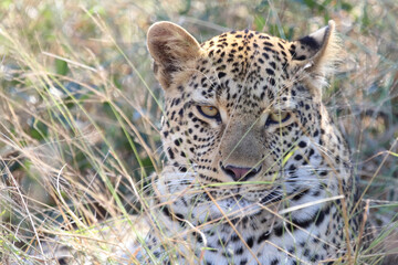 Leopard / Leopard / Panthera pardus.