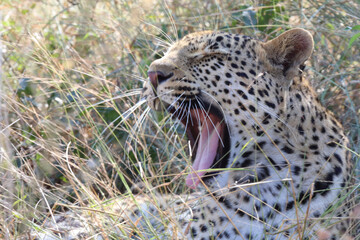 Leopard / Leopard / Panthera pardus.