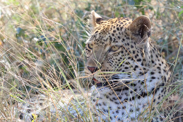 Leopard / Leopard / Panthera pardus.